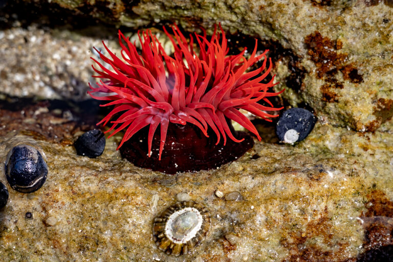 Sea Anenome - Jayne Ion