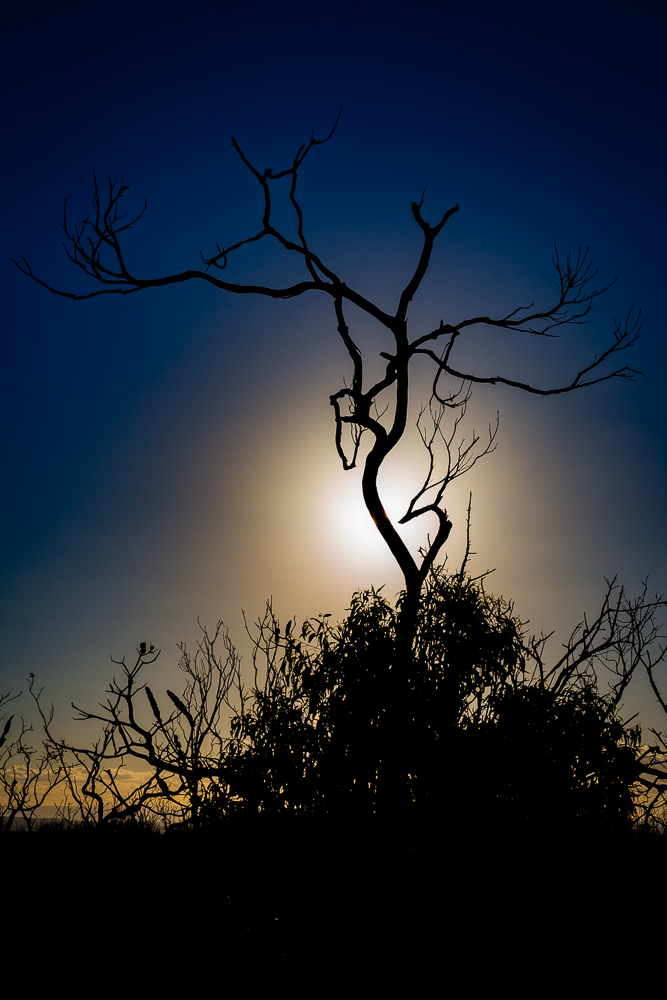 Dead tree at sunset at Abraham's Bosum Beach. 