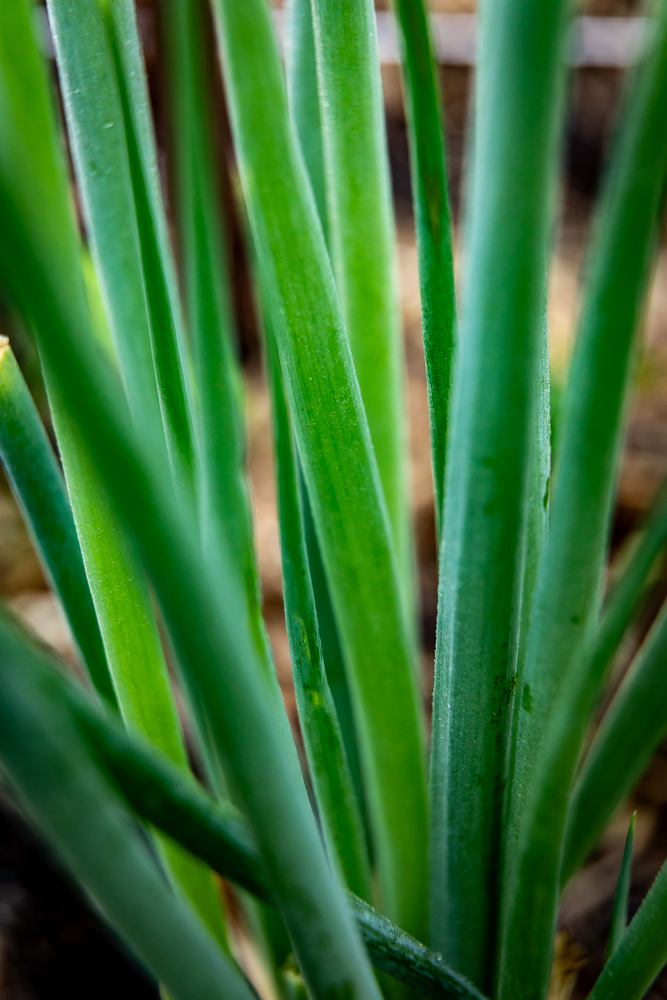 the kitchen patch