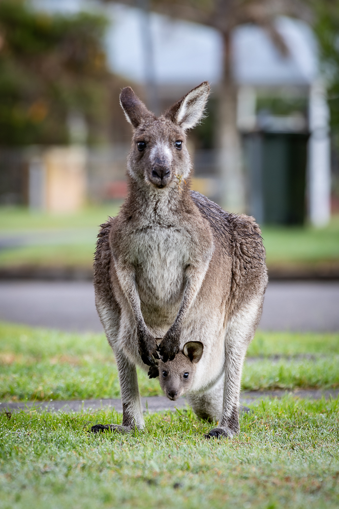 Eastern Grey Kangaroo and Joey