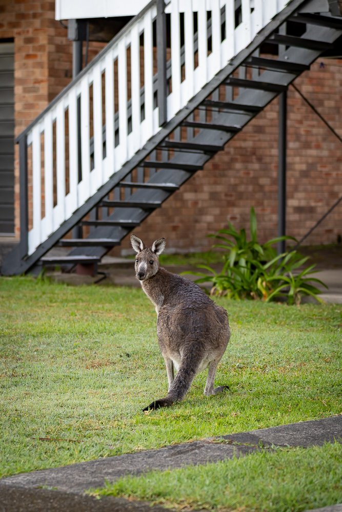 Eastern Grey Kangaroo on the lawn